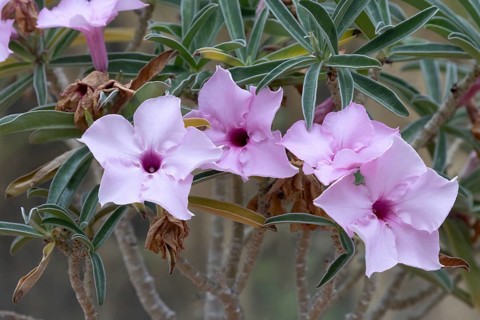 Adenium oleifolium, desert rose, flowers, blooming, semi-succulent, shrub, Kirstenbosch Botanic