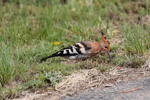 African hoopoe (Upupa africana), adult, alert, on ground, foraging, Mountain Zebra NP, Eastern