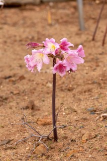Belladonna lily (Amaryllis belladonna), true amaryllis, flowering, flower, Karoo Desert Botanic