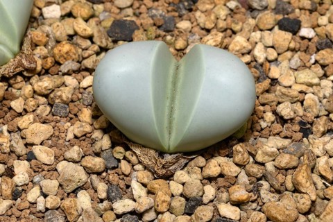 Argyroderma pearsonii, living stones, succulent, a plant, Stellenbosch Botanical Garden, Western