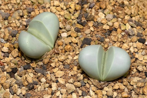 Argyroderma pearsonii, living stones, succulent, two plants, Stellenbosch Botanical Garden, Western