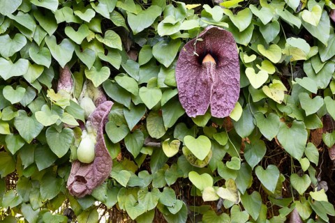 Aristolochia gigantea, giant pelican flower, pipe flower, blossom, blooming, leaves, Stellenbosch