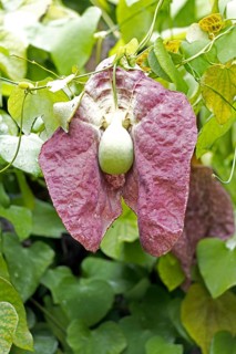 Aristolochia gigantea, giant pelican flower, pipe flower, blossom, blooming, Stellenbosch Botanical