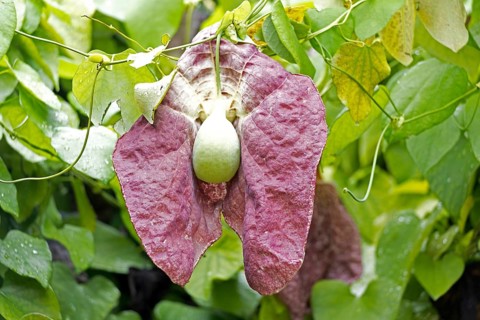 Aristolochia gigantea, giant pelican flower, pipe flower, blossom, blooming, Stellenbosch Botanical