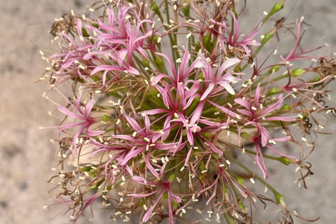 Boophone haemanthoides, blossom, bulb plant, Karoo Desert Botanic Garden, Worcester, Western Cape,