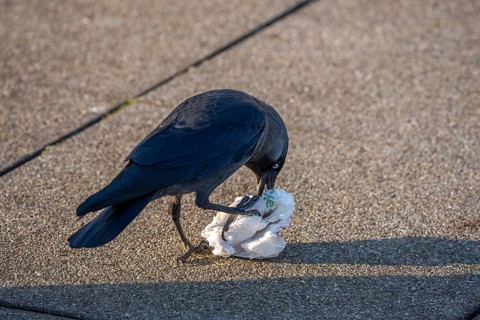 Jackdaw, Corvus Monedula, at Amsterdam Schiphol Airport, AMS, visitor terrace, panoramic terrace,