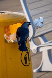 Jackdaw, Corvus Monedula, at Amsterdam Schiphol Airport, AMS, visitor terrace, panoramic terrace,
