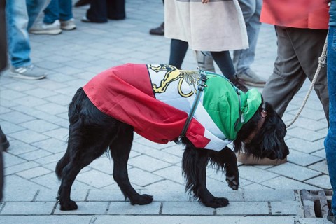 A dog wrapped in a flag of Iran during the Pahlavi period during the demonstration by exiled