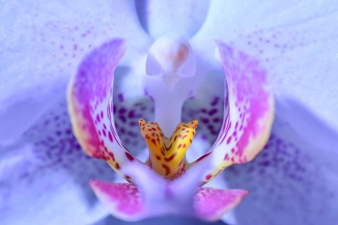 Macro photograph of the flower of an orchid (Orchidaceae), Germany