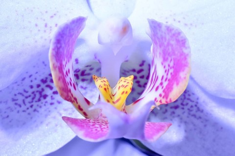 Macro image of the flower of an orchid, Germany