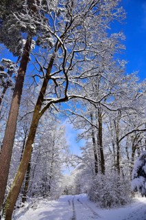 Winter heathland in the Augsburg nature park Park Western Forests near Augsburg, Swabia, Bavaria,