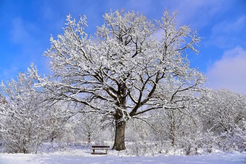 Winter heathland in the Augsburg nature park Park Western Forests near Augsburg, Swabia, Bavaria,