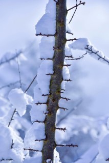 Snow-covered branch of a hawthorn (Crataegus), Bavaria, Germany