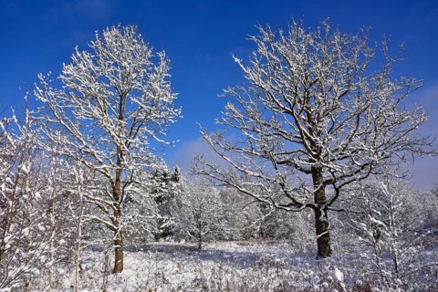 Winter heathland in the Augsburg Western Forest nature park Park near Augsburg, Swabia, Bavaria,