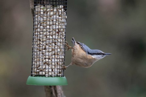 Nuthatch (Sitta europaea) at the feeder, Emsland, Lower Saxony, Germany