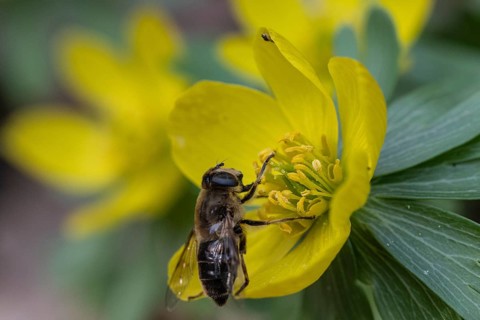 Winter aconite (Eranthis hyemalis) with garden wedge-spotted hoverfly (Eristalis lineata), Emsland,