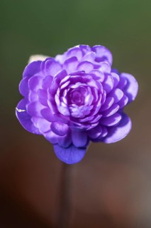 Liverwort (Hepatica nobilis Plena) in full bloom, Emsland, Lower Saxony, Germany