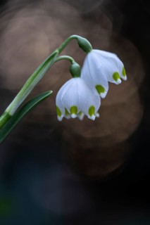 Spring snowflake (Leucojum vernum), Emsland, Lower Saxony, Germany