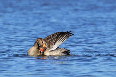 Greylag geese, graylag goose (Anser anser) pair swimming in pond and showing mating behaviour by