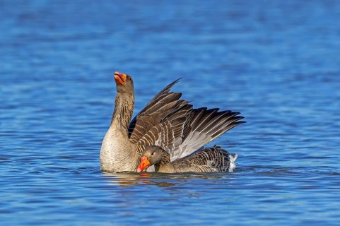Greylag geese, graylag goose (Anser anser) pair swimming in pond and male, gander showing courtship