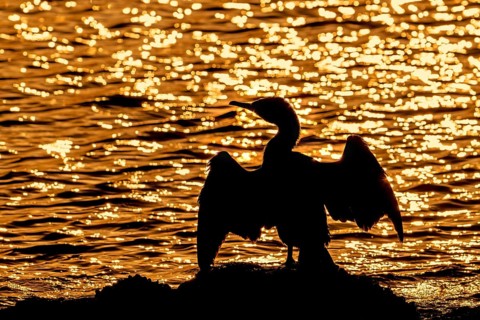 Great cormorant (Phalacrocorax carbo) sitting on the shore, stretching wings for drying wet
