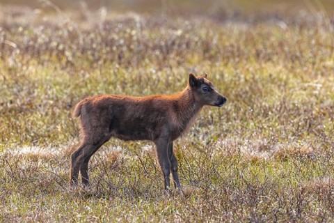 Reindeer (Rangifer tarandus) calf foraging on the tundra in spring, Jämtland, Sweden, Scandinavia