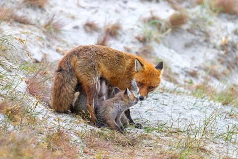 Red fox (Vulpes vulpes) female suckling kits, young near burrow, den in the sand dunes along the