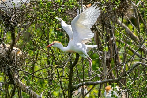 Cattle egret (Ardea ibis, Bubulcus ibis) in summer plumage, breeding plumage taking off from tree