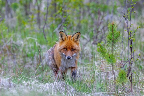 Red fox (Vulpes vulpes) hunting among fresh shoots of pine trees at edge of coniferous forest in