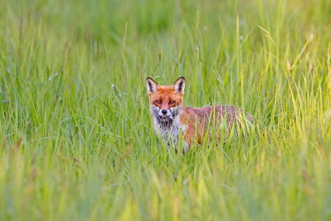 Red fox (Vulpes vulpes) with caught mouse prey in muzzle, hunting in grassland, meadow in spring
