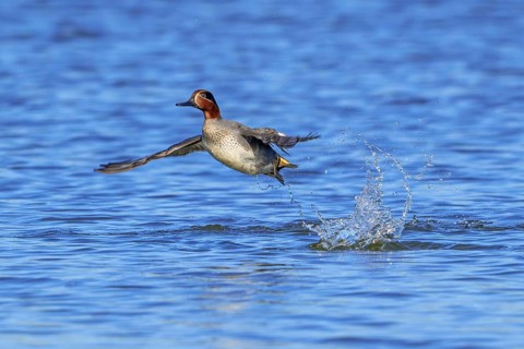 Eurasian teal, common teal, Eurasian green-winged teal (Anas crecca) male in flight taking off from