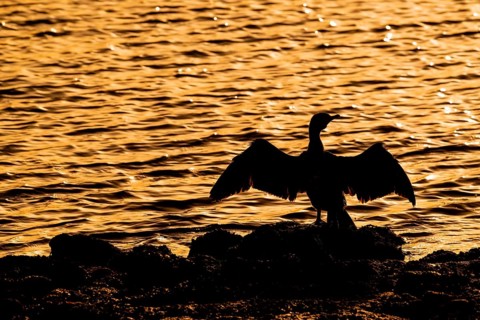 Great cormorant (Phalacrocorax carbo) sitting on the shore, stretching wings for drying wet