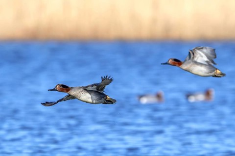 Two Eurasian teals, common teal, Eurasian green-winged teal (Anas crecca) males flying over lake,