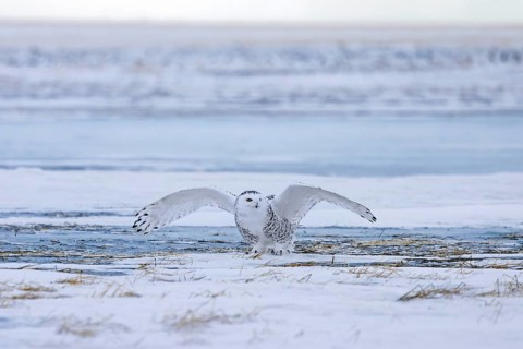Snowy owl, polar owl, white owl, Arctic owl (Bubo scandiacus, Strix scandiaca) female landing with
