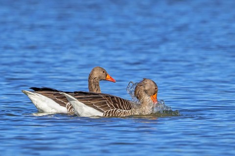 Greylag geese, graylag goose (Anser anser) pair swimming in pond and male, gander showing courtship