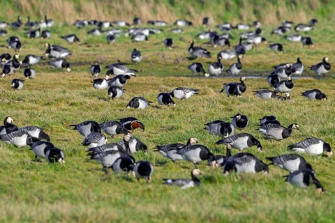 Red-breasted goose (Branta ruficollis) in flock of barnacle geese (Branta leucopsis) foraging in