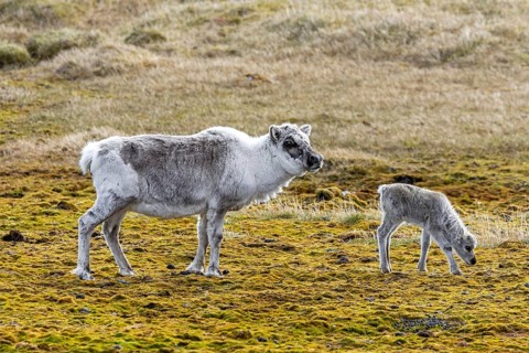 Svalbard reindeer (Rangifer tarandus platyrhynchus) moulting female, cow with calf foraging on the