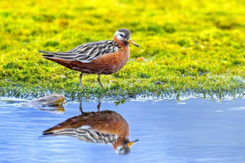 Red phalarope, grey phalarope (Phalaropus fulicarius) male in breeding plumage resting along pond