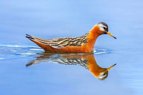 Red phalarope, grey phalarope (Phalaropus fulicarius) adult male in breeding plumage swimming in