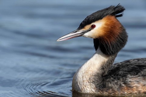Great Crested Grebe (Podiceps cristatus), Emsland, Lower Saxony, Germany