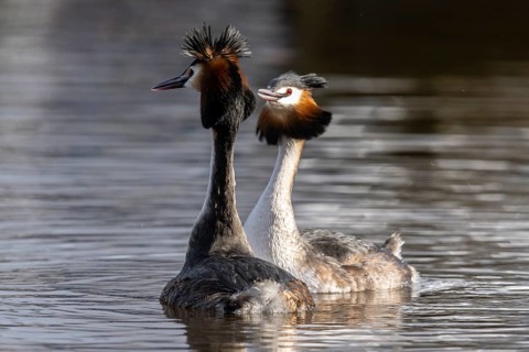 Great Crested Grebe (Podiceps Scalloped ribbonfish) Courtship, Emsland, Lower Saxony, Germany