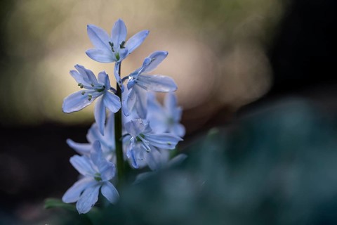 Caucasian bluestem (Scilla mischschenkoana), Emsland, Lower Saxony, Germany