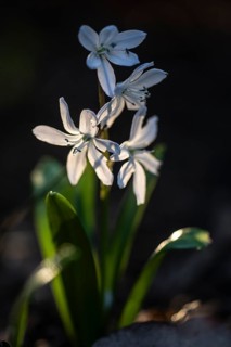 Caucasian bluestem (Scilla mischschenkoana), Emsland, Lower Saxony, Germany
