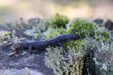 Great crested newt (Triturus Scalloped ribbonfish), Emsland, Lower Saxony, Germany