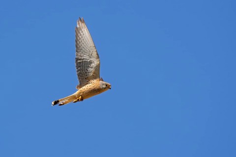 Lesser kestrel (Falco naumanni) male flying against blue sky with insect prey in its talons in