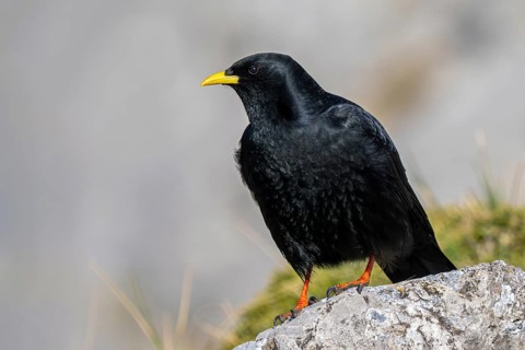 Alpine chough, yellow-billed chough (Pyrrhocorax graculus, Corvus graculus) adult perched on rock