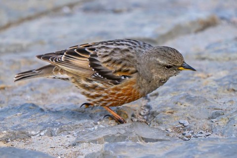Alpine accentor (Prunella collaris collaris) adult foraging amongst rocks in the mountains in