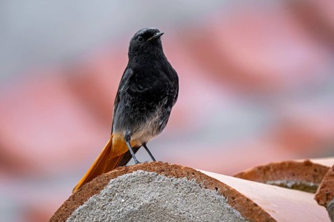 Black redstart (Phoenicurus ochruros aterrimus) adult male perched on red roof tile of Spanish