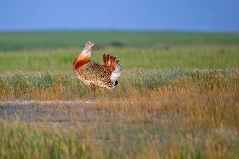 Great bustard (Otis tarda) male in breeding plumage displaying in field, grassland, steppe in