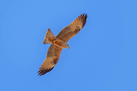 European black kite (Milvus migrans) adult in flight soaring against blue sky